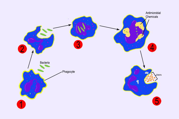 The Immune System Is The Body s Tool To Fight Pathogens